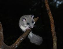 37 Der nachtaktive Bilch scheint gut fuer den kleinen Hunger zu sein